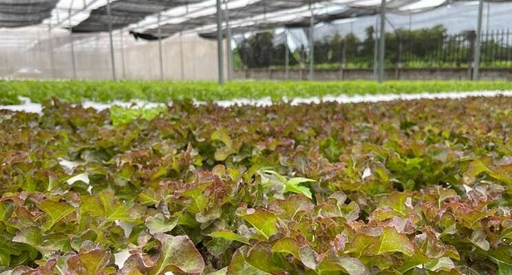 The story behind greenhouse curtains The story behind greenhouse curtains