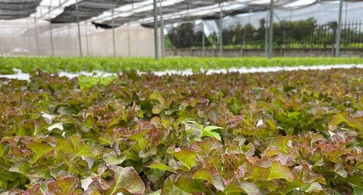 The story behind greenhouse curtains