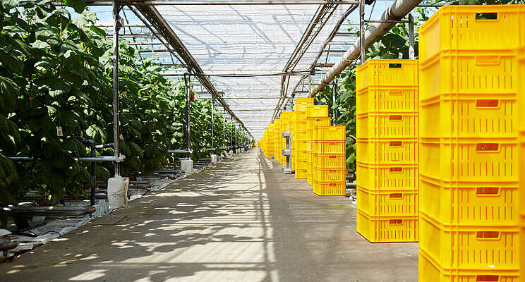 Vineland examines ways to manage produce waste Vineland examines ways to manage produce waste