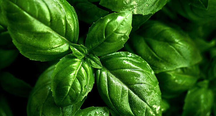 How organic fertilizer improves culinary herb production How organic fertilizer improves culinary herb production