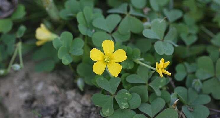Tips on monitoring oxalis in greenhouse containers