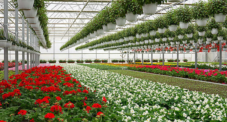 Growers seeking disease-resistant geraniums