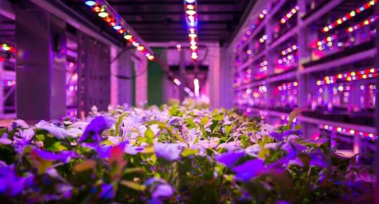 The size of 96 tennis courts vertical farm is being built in UK The size of 96 tennis courts vertical farm is being built in UK