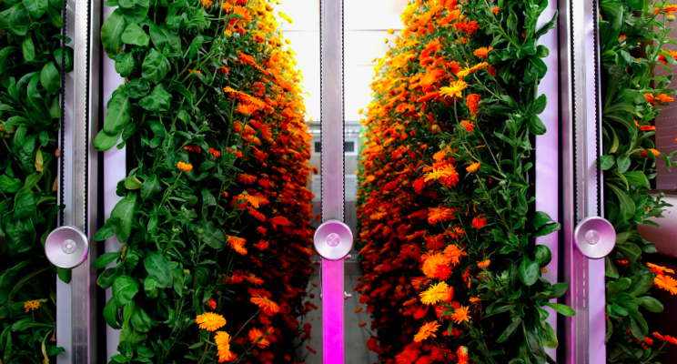 The trendy, spendy future of tech-enabled indoor farming