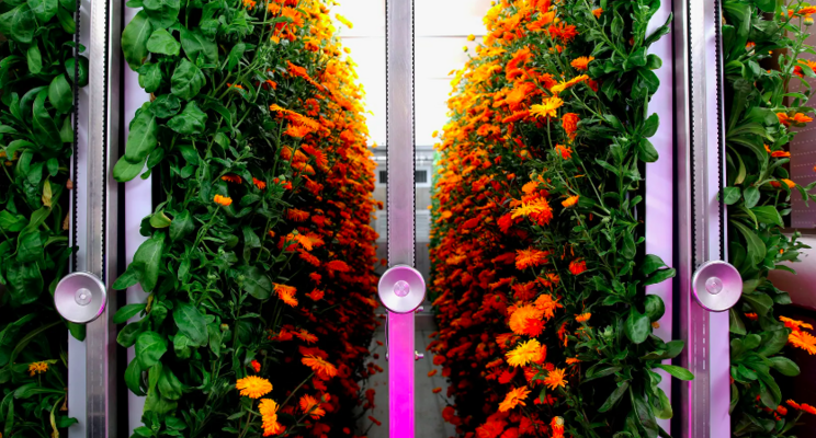 The trendy, spendy future of tech-enabled indoor farming The trendy, spendy future of tech-enabled indoor farming