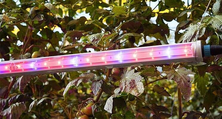 The potential of intra-canopy lighting for high-wire crops