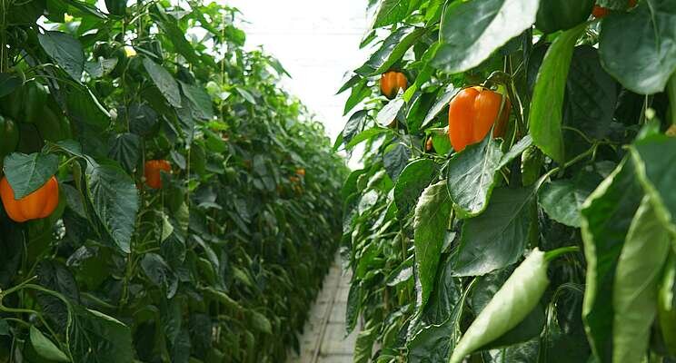 First computer vision based pepper forecasting platform First computer vision based pepper forecasting platform