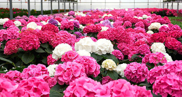 What's the latest in floriculture research? Find out here What's the latest in floriculture research? Find out here