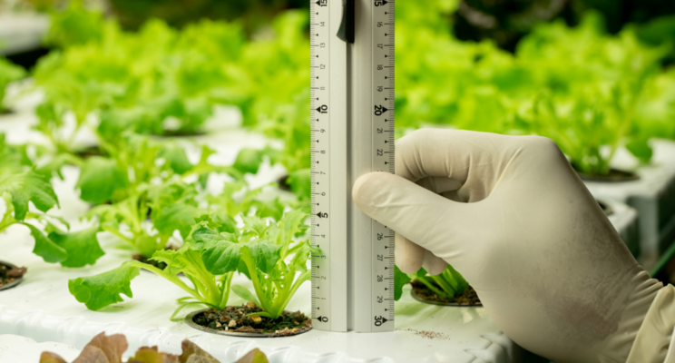 Three industry problems affecting the cost of your leafy greens Three industry problems affecting the cost of your leafy greens