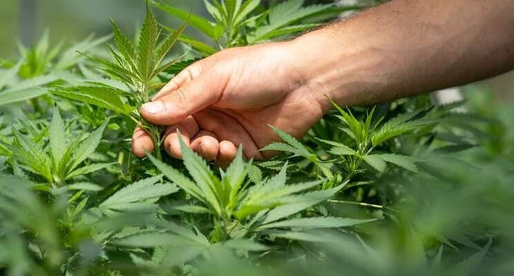 Canadian greenhouse labor shortages worsened Canadian greenhouse labor shortages worsened