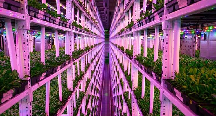 UArizona moving 'vertical farming' forward UArizona moving 'vertical farming' forward