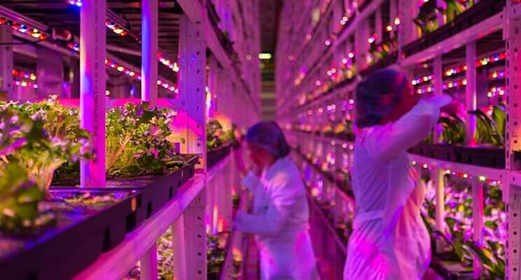Advancing automation helps vertical farms achieve profitability Advancing automation helps vertical farms achieve profitability