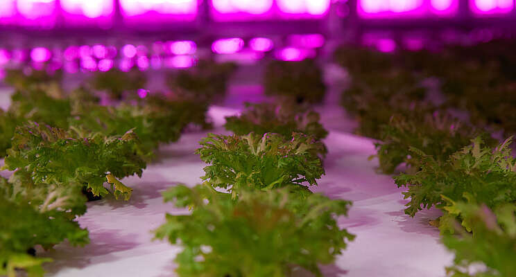 Vertical farms to end soft fruit and herb imports to UK Vertical farms to end soft fruit and herb imports to UK