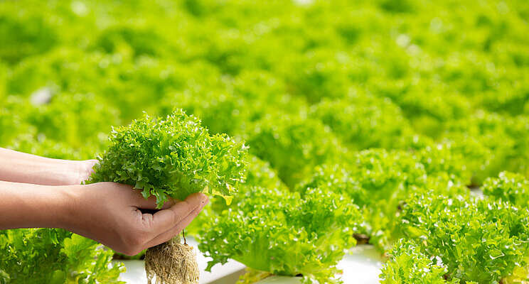 The aquaculture and hydroponic project on the horizon The aquaculture and hydroponic project on the horizon