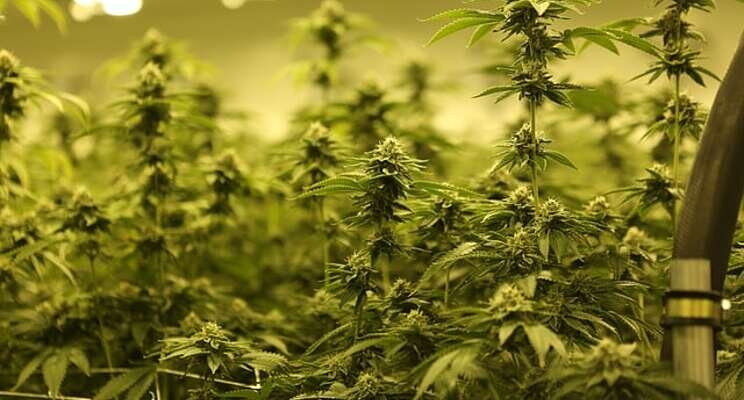 Cannabis crop steering with LED lighting moves forward Cannabis crop steering with LED lighting moves forward
