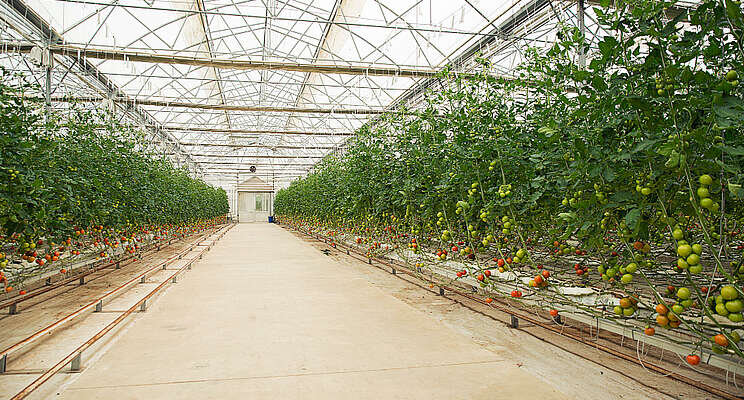 Major greenhouse farm in S. Australia seeks $30M to grow Major greenhouse farm in S. Australia seeks $30M to grow