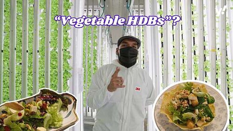 Freshest vegetables you can get with high tech vertical farming Freshest vegetables you can get with high tech vertical farming