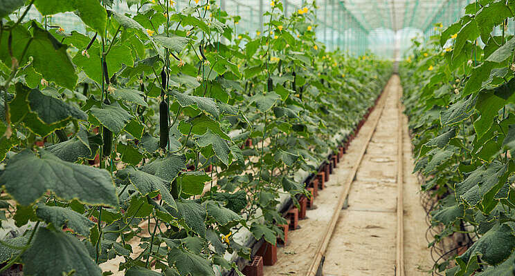 10 tips for keeping your greenhouse cool 10 tips for keeping your greenhouse cool