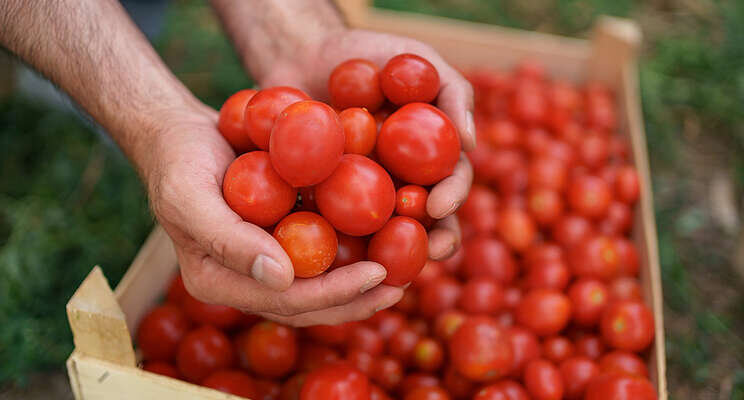 Cultivation started in 5.5 hectares of greenhouses in Gorgan Cultivation started in 5.5 hectares of greenhouses in Gorgan