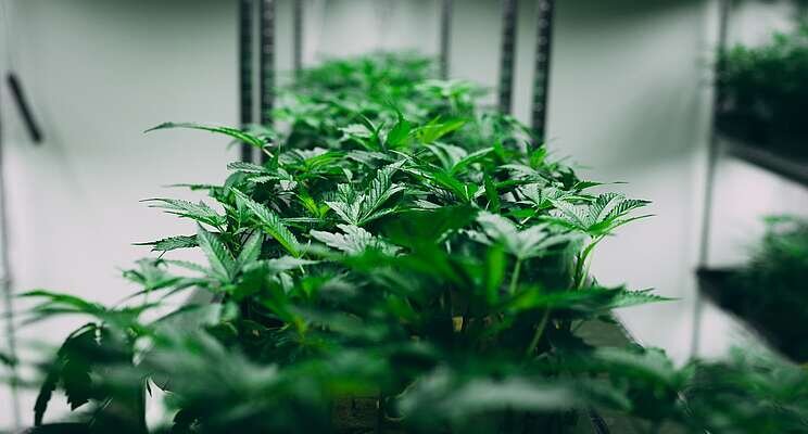 11 tips on setting up a cannabis cultivation business 11 tips on setting up a cannabis cultivation business