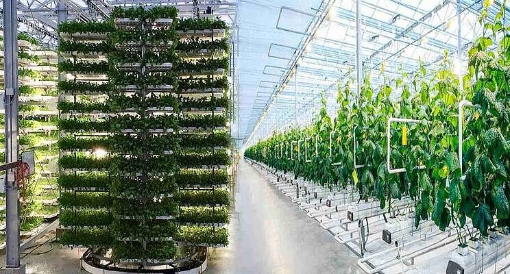 The hybridization of agriculture The hybridization of agriculture