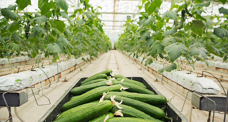 The tech trial with a Canada-based cucumber greenhouse
