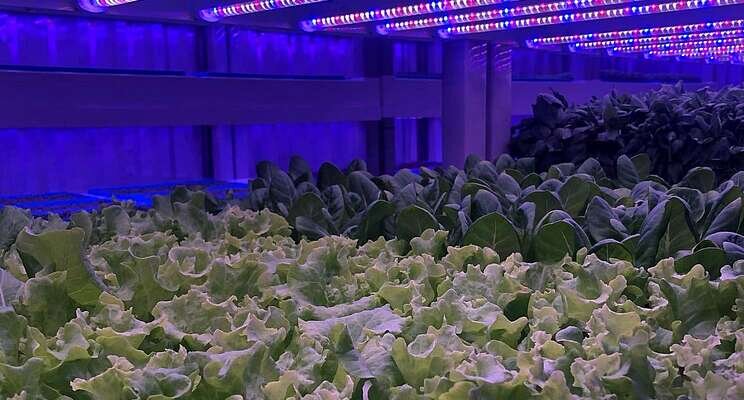 Vertical farming company for National Enterprise Awards Vertical farming company for National Enterprise Awards