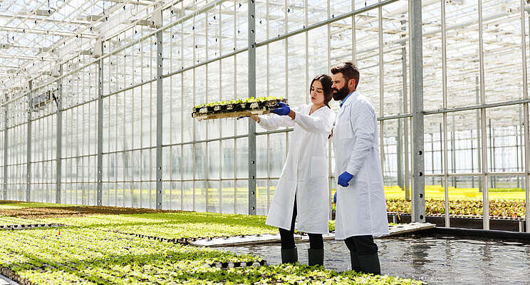 Key differences between aeroponics & hydroponics Key differences between aeroponics & hydroponics