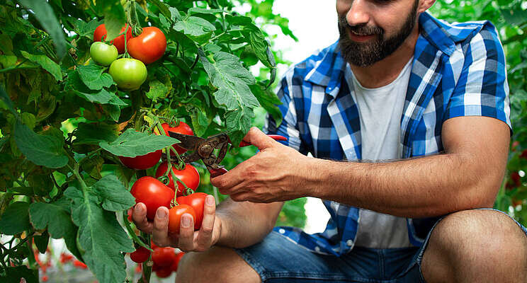 Gene editing enables tomatoes to make 'sunshine vitamin' Gene editing enables tomatoes to make 'sunshine vitamin'