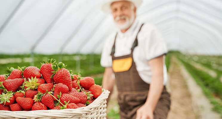 +14-28% boost in winter strawberry trial +14-28% boost in winter strawberry trial