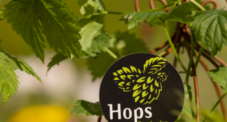 Hops-timistic about the future