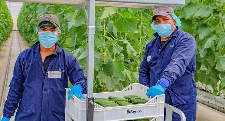 AGRICO master their data to maximize their cultivation