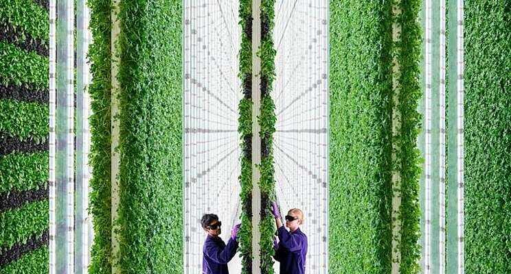 Vertical farming: Producing fruit and veg all year round Vertical farming: Producing fruit and veg all year round