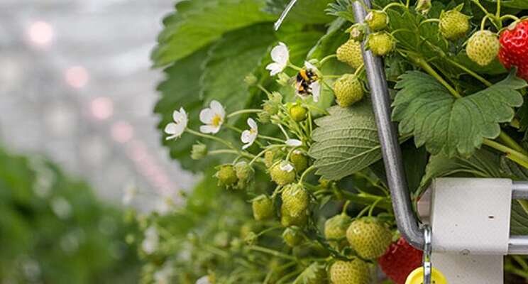 Signify's far-red light performs well in strawberry cultivation Signify's far-red light performs well in strawberry cultivation