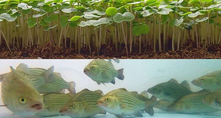 The world's largest vertical farm will have a secret ingredient: fish