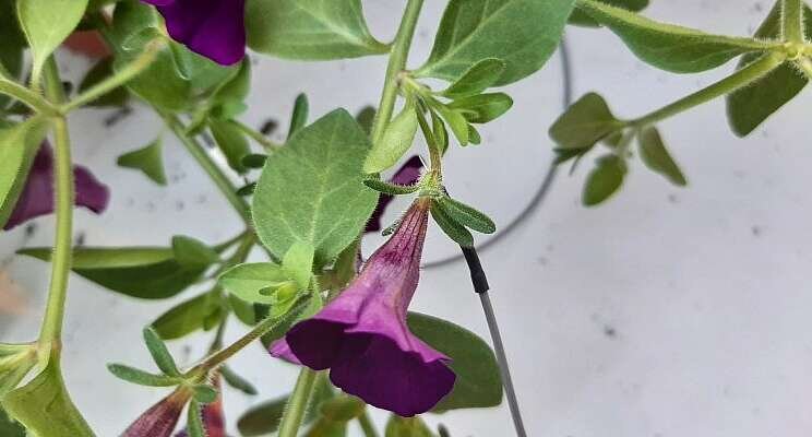 Sensor receives panic signals from plant under attack Sensor receives panic signals from plant under attack