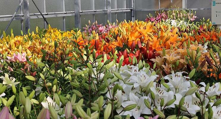Start signal 10th Dutch Lily Days on June 7 Start signal 10th Dutch Lily Days on June 7