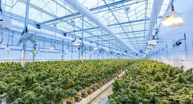 Ontario-based greenhouse company is expanding Ontario-based greenhouse company is expanding