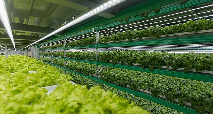 Glens Falls notes pt 1: What to know when growing vertically Glens Falls notes pt 1: What to know when growing vertically