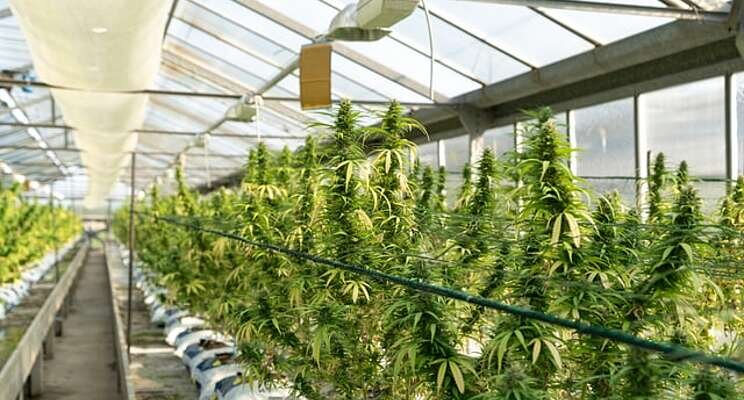 How healthy roots can bring healthy yields in cannabis How healthy roots can bring healthy yields in cannabis