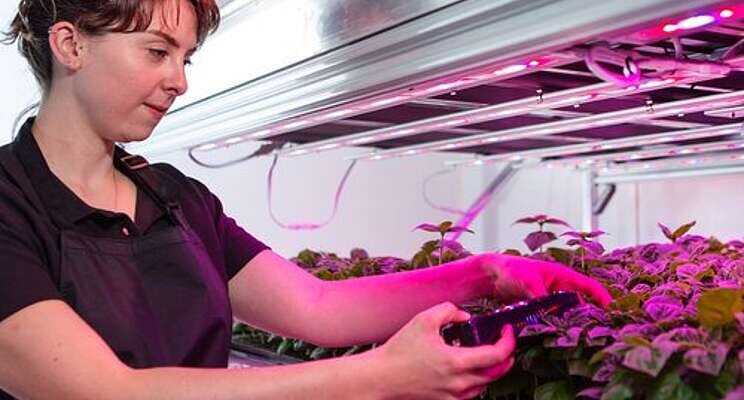 Glasshouse lighting: Is it time to turn off traditional options? Glasshouse lighting: Is it time to turn off traditional options?