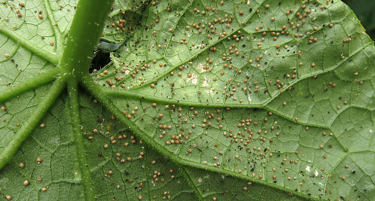 Parasitic wasps and gall midges to control aphids in cucumber Parasitic wasps and gall midges to control aphids in cucumber