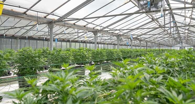 Glass House Farms' massive cannabis expansion Glass House Farms' massive cannabis expansion