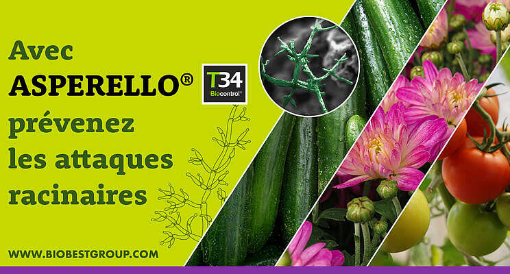 More crops in France to benefit from ASPERELLO T34 Biocontrol More crops in France to benefit from ASPERELLO T34 Biocontrol