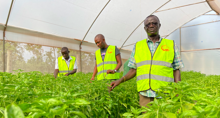 W. Kenya farmer find export markets in spice farming W. Kenya farmer find export markets in spice farming