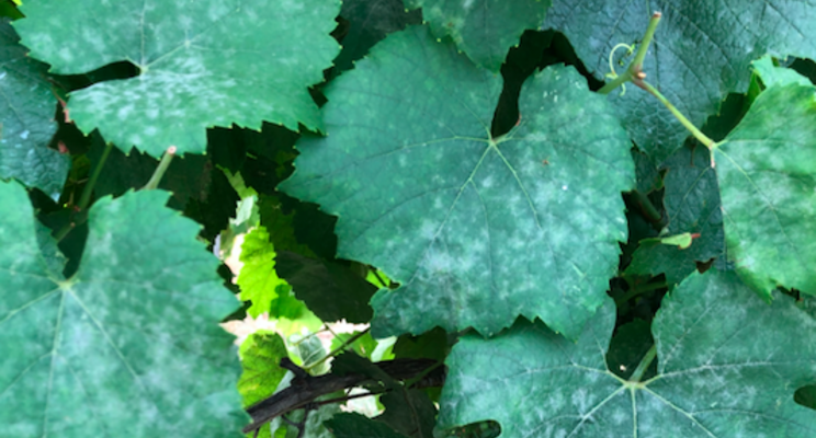 New fungicide resistance class for Biotalys' first biofungicide New fungicide resistance class for Biotalys' first biofungicide