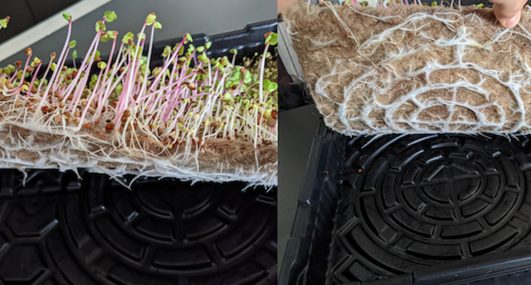 Grow microgreens, substrate bound or soilless young plants