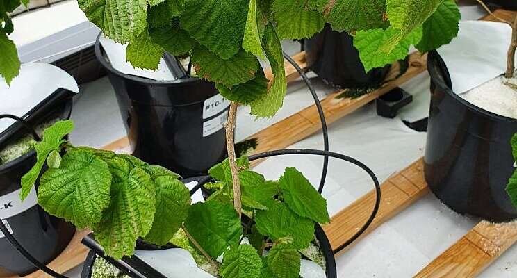 The consequences of fertilization shortage for hazelnuts The consequences of fertilization shortage for hazelnuts