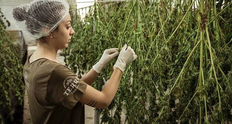 Cannabis nutritional needs go beyond N-P-K Cannabis nutritional needs go beyond N-P-K