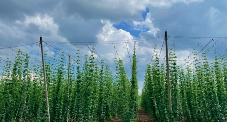 Building climate resilience for hops using real-time data AI Building climate resilience for hops using real-time data AI